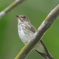 Grey-streaked_Flycatcher-211113-128MSDCF-FRY03153-W.jpg