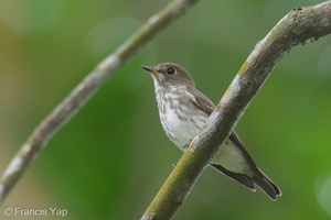 Grey-streaked Flycatcher-211113-128MSDCF-FRY03276-W.jpg