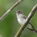 Grey-streaked_Flycatcher-211113-128MSDCF-FRY03276-W.jpg