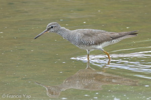 Grey-tailed Tattler-110901-107EOS7D-IMG_5001-W.jpg (4887 visits) Grey-tailed Tattler at Sungei Buloh Wetland Reserve Grey-tailed Tattler-110901-107EOS7D-IMG_5001-W.jpg