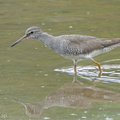 Grey-tailed_Tattler-110901-107EOS7D-IMG_5001-W.jpg