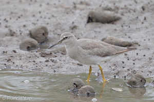 Grey-tailed Tattler-140117-112EOS1D-FY1X9818-W.jpg (1431 visits) Grey-tailed Tattler at Sungei Buloh Wetland Reserve Grey-tailed Tattler-140117-112EOS1D-FY1X9818-W.jpg