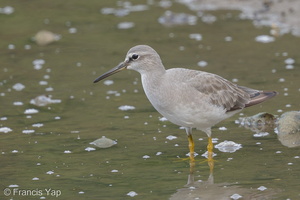 Grey-tailed Tattler-140117-113EOS1D-FY1X0176-W.jpg (4594 visits) Grey-tailed Tattler at Sungei Buloh Wetland Reserve Grey-tailed Tattler-140117-113EOS1D-FY1X0176-W.jpg