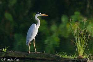 Grey Heron-210813-118MSDCF-FRY01148-W.jpg (4615 visits) Grey Heron at Pekan Quarry, Pulau Ubin Grey Heron-210813-118MSDCF-FRY01148-W.jpg