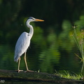 Grey_Heron-210813-118MSDCF-FRY01148-W.jpg