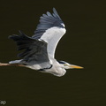 Grey_Heron-210828-118MSDCF-FRY07932-W.jpg