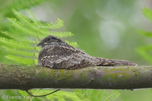 Grey Nightjar-121101-103EOS1D-FY1X5401-W.jpg (4400 visits) Grey Nightjar at Bidadari Grey Nightjar-121101-103EOS1D-FY1X5401-W.jpg