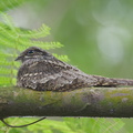 Grey_Nightjar-121101-103EOS1D-FY1X5401-W.jpg