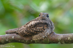Grey Nightjar-190322-116ND500-FYP_1835-W.jpg (4515 visits) Grey Nightjar at Jelutong Tower Grey Nightjar-190322-116ND500-FYP_1835-W.jpg