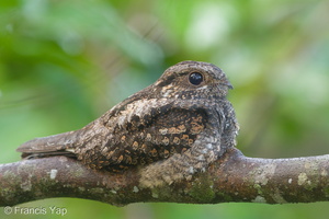 Grey Nightjar-190322-116ND500-FYP_2019-W.jpg (4551 visits) Grey Nightjar at Jelutong Tower Grey Nightjar-190322-116ND500-FYP_2019-W.jpg