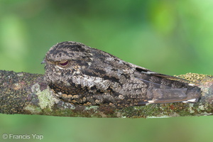 Grey Nightjar-231129-211MSDCF-FYP04436-W.jpg (2018 visits) Grey Nightjar at Jelutong Tower Grey Nightjar-231129-211MSDCF-FYP04436-W.jpg