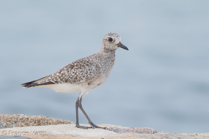Grey Plover-161025-106EOS1D-F1X23117-W.jpg (4362 visits) Grey Plover at Marina East Drive Grey Plover-161025-106EOS1D-F1X23117-W.jpg