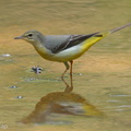 Grey_Wagtail-110808-107EOS7D-IMG_1462-W.jpg