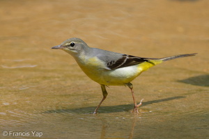 Grey Wagtail-110808-107EOS7D-IMG_1826-W.jpg