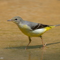 Grey Wagtail-110808-107EOS7D-IMG_1826-W.jpg