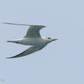 Gull-billed_Tern-190921-120ND500-FYP_6542-W.jpg