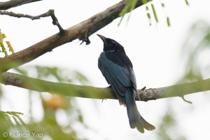 Hair-crested Drongo-250201-255MSDCF-FYP09680-W.jpg (1697 visits) Hair-crested Drongo at Mount Faber Hair-crested Drongo-250201-255MSDCF-FYP09680-W.jpg