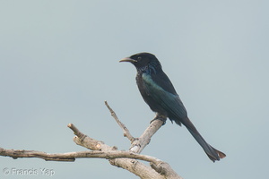 Hair-crested Drongo-250203-256MSDCF-FYP01033-W.jpg (1777 visits) Hair-crested Drongo at Mount Faber Hair-crested Drongo-250203-256MSDCF-FYP01033-W.jpg