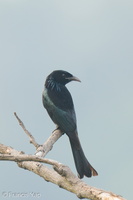 Hair-crested Drongo-250203-256MSDCF-FYP01084-W.jpg (1462 visits) Hair-crested Drongo at Mount Faber Hair-crested Drongo-250203-256MSDCF-FYP01084-W.jpg
