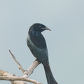 Hair-crested_Drongo-250203-256MSDCF-FYP01084-W.jpg
