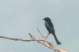Hair-crested Drongo-250203-256MSDCF-FYP01186-W.jpg (1723 visits) Hair-crested Drongo at Mount Faber Hair-crested Drongo-250203-256MSDCF-FYP01186-W.jpg