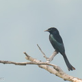 Hair-crested_Drongo-250203-256MSDCF-FYP01186-W.jpg