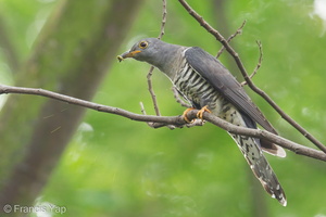 Himalayan Cuckoo-121121-113EOS1D-FYAP8626-W.jpg (4274 visits) Himalayan Cuckoo at Bidadari Himalayan Cuckoo-121121-113EOS1D-FYAP8626-W.jpg