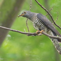 Himalayan_Cuckoo-121121-113EOS1D-FYAP8626-W.jpg