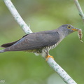 Himalayan Cuckoo-260223-155FRYAP-FYA07959-W.jpg
