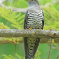 Himalayan Cuckoo-260223-155FRYAP-FYA09283-W.jpg