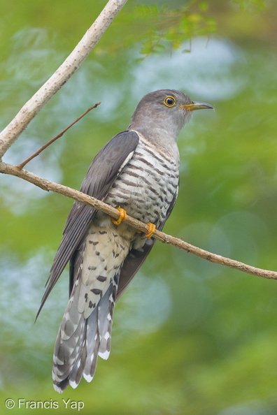 Himalayan_Cuckoo-260225-156FRYAP-FYA07050-W.jpg