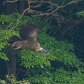 Himalayan_Vulture-191229-108MSDCF-FYP04563-W.jpg