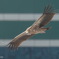 Himalayan_Vulture-200109-109MSDCF-FYP08756-W.jpg