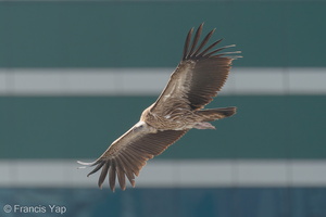 Himalayan Vulture-200109-109MSDCF-FYP08762-W.jpg