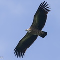 Himalayan Vulture-220119-137MSDCF-FRY01078-W.jpg