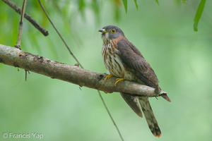 Hodgson's Hawk-Cuckoo-111127-109EOS7D-IMG_9037-W.jpg (4327 visits) Hodgson's Hawk-Cuckoo at Bidadari Hodgson's Hawk-Cuckoo-111127-109EOS7D-IMG_9037-W.jpg