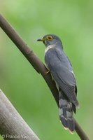 Hodgson's Hawk-Cuckoo-131114-111EOS1D-FY1X5266-W.jpg (4330 visits) Hodgson's Hawk-Cuckoo at Bidadari Hodgson's Hawk-Cuckoo-131114-111EOS1D-FY1X5266-W.jpg