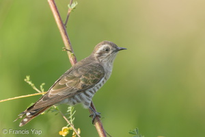 Horsfield's Bronze Cuckoo-150603-121EOS1D-FY1X2787-W.jpg