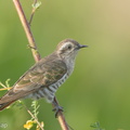 Horsfields_Bronze_Cuckoo-150603-121EOS1D-FY1X2787-W.jpg