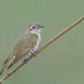 Horsfields_Bronze_Cuckoo-150608-121EOS1D-FY1X5370-W.jpg