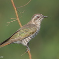 Horsfields_Bronze_Cuckoo-150629-100EOS5D-FY5S0943-W.jpg
