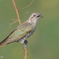 Horsfield's Bronze Cuckoo-150629-100EOS5D-FY5S1002-W.jpg