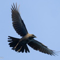 House_Crow-220109-135MSDCF-FRY06910-W.jpg