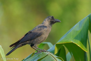 House Crow-220128-137MSDCF-FRY08460-W.jpg (4488 visits) House Crow at Neo Tiew Road House Crow-220128-137MSDCF-FRY08460-W.jpg