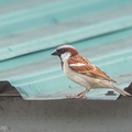 House_Sparrow-120213-108EOS1D-FYAP7926-W.jpg