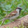 House Sparrow-251211-143FRYAP-FYA06342-W.jpg