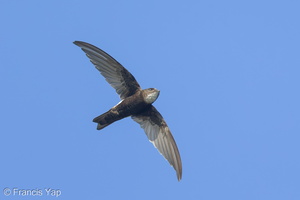 House Swift-130815-109EOS1D-FY1X7653-W.jpg (4494 visits) House Swift at Lorong Halus House Swift-130815-109EOS1D-FY1X7653-W.jpg