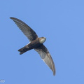 House_Swift-130815-109EOS1D-FY1X7653-W.jpg