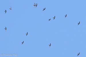 House Swift-190506-117ND500-FYP_1813-W.jpg (4360 visits) House Swift at Singapore Quarry House Swift-190506-117ND500-FYP_1813-W.jpg