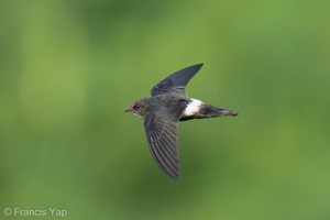 House Swift-211228-134MSDCF-FRY02812-W.jpg (4531 visits) House Swift at Marina East Drive House Swift-211228-134MSDCF-FRY02812-W.jpg